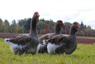 Tuluusi haned, foto Estfarm