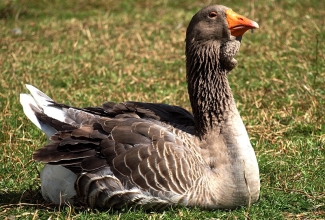 Tuluusi hani, foto Estfarm