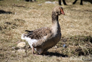 Tuluusi hani, foto Estfarm