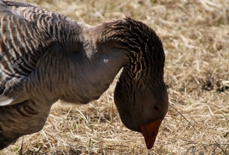 Tuluusi hani, foto Estfarm