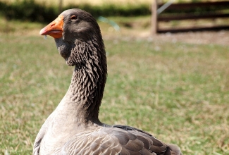 Tuluusi hani, foto Estfarm