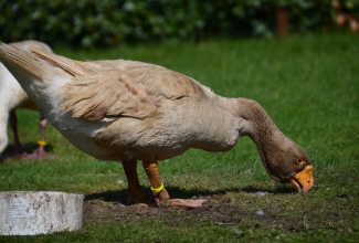 Tuula võitlushani, foto: https://hiveminer.com/