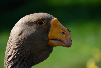 Tuula võitlushani, foto: https://hiveminer.com/