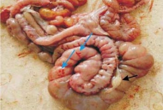 Tyzzer, foto B. Artukovic et al.: Clinical and pathological