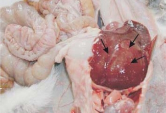 Tyzzer, foto B.Artucovic