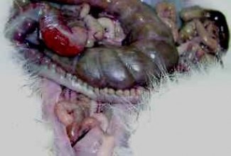 Tyzzer, foto Israel Journal of Veterinary Medicine