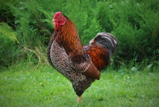 Kääbus uaiendot, foto Estfarm