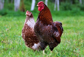 Kääbus uaiendot, foto Estfarm