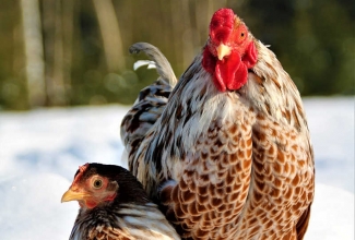 Kääbus uaiendot, foto Estfarm