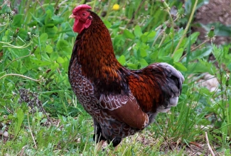 Kääbus uaiendot, foto Estfarm