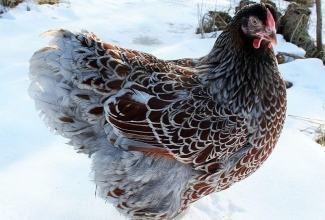 Uaiendot, foto Krista Masing