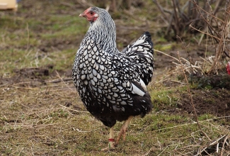 Uaiendot, värvus silver laced, foto Estfarm