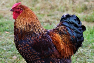 Uaiendot kukk, foto Estfarm