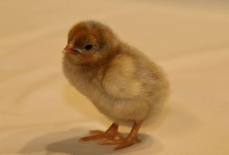 Kääbus uaiendot 1 päevane tibu, foto Estfarm