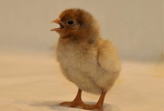 Kääbus uaiendot 1 päevane tibu, foto Estfarm