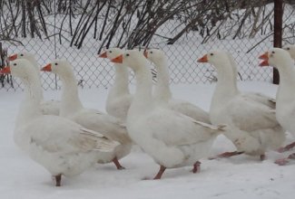 Ungari valged haned, foto: https://agronomu.com/bok/6915-gusi-vengerskie-belye.html