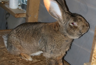 Ostureis 2018 suvi, foto Estfarm