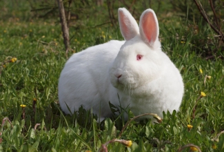 Küüliku tõug uus-meramaa valge, foto Estfarm