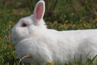 Küüliku tõug uus-meramaa valge, foto Estfarm