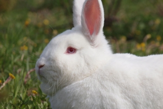 Küüliku tõug uus-meramaa valge, foto Estfarm