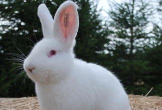 Küüliku tõug uus-meramaa valge, foto Estfarm