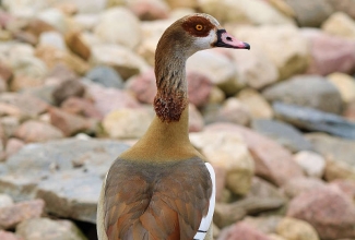 Vaaraohani, foto Estfarm