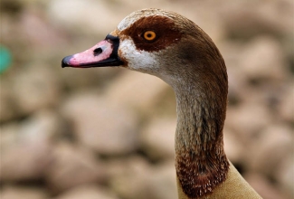 Vaaraohani, foto Estfarm