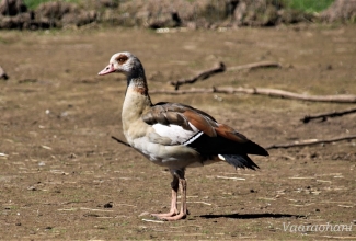 Vaaraohani, foto Estfarm