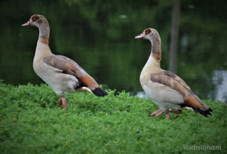 Vaaraohani, foto Estfarm