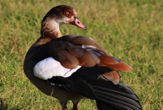 Vaaraohani, foto Estfarm