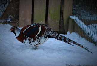 Valge-kõht faasani kukk, foto Estfarm
