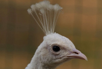 Valge paabulind, foto Estfarm