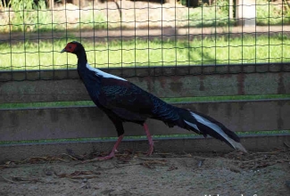 Valgeselg-faasani kukk, foto Estfarm