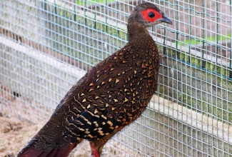 Valgeselg-faasani kana, foto Estfarm