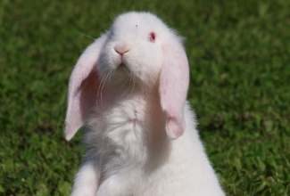 Küülikute värvused, värvus REW (Ruby eyed white), foto EstFarm