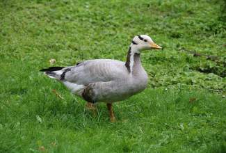 Veelinnu-koolitus-praktiline-päev-Eino-Roosioksa-juures-15.09-10