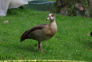 Veelinnu-koolitus-praktiline-päev-Eino-Roosioksa-juures-15.09-11