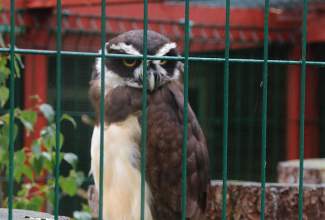 Veelinnu-koolitus-praktiline-päev-Eino-Roosioksa-juures-15.09-13