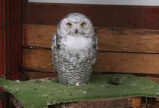 Veelinnu-koolitus-praktiline-päev-Eino-Roosioksa-juures-15.09-14