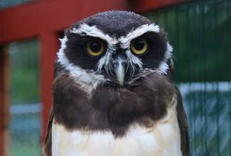 Veelinnu-koolitus-praktiline-päev-Eino-Roosioksa-juures-15.09-15