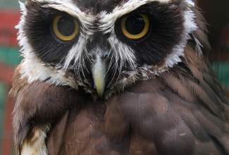 Veelinnu-koolitus-praktiline-päev-Eino-Roosioksa-juures-15.09-16