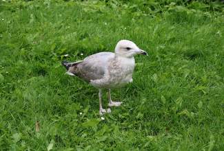 Veelinnu-koolitus-praktiline-päev-Eino-Roosioksa-juures-15.09-2