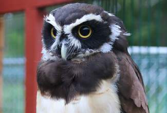 Veelinnu-koolitus-praktiline-päev-Eino-Roosioksa-juures-15.09-21