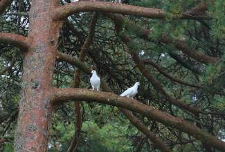Veelinnu-koolitus-praktiline-päev-Eino-Roosioksa-juures-15.09-22