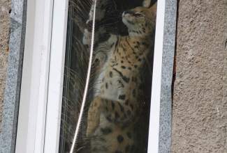 Veelinnu-koolitus-praktiline-päev-Eino-Roosioksa-juures-15.09-26