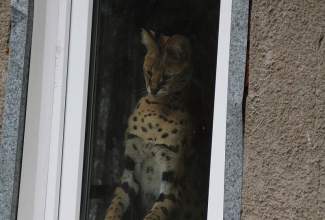 Veelinnu-koolitus-praktiline-päev-Eino-Roosioksa-juures-15.09-27