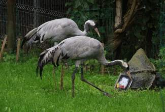 Veelinnu-koolitus-praktiline-päev-Eino-Roosioksa-juures-15.09-28