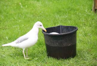Veelinnu-koolitus-praktiline-päev-Eino-Roosioksa-juures-15.09-32