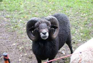 Veelinnu-koolitus-praktiline-päev-Eino-Roosioksa-juures-15.09-34