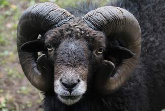 Veelinnu-koolitus-praktiline-päev-Eino-Roosioksa-juures-15.09-35